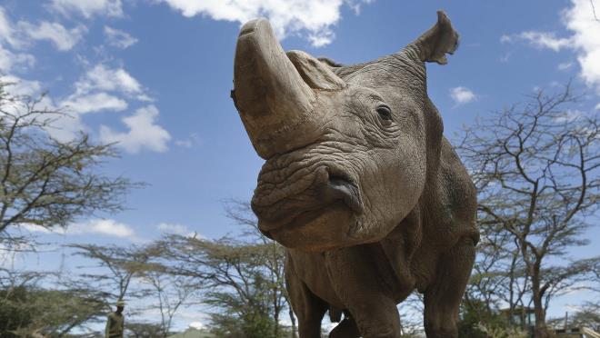 Sudan là một phần trong nỗ lực nhằm cứu phân loài tê giác trắng khỏi bị tuyệt chủng. (Ảnh: DAI KUROKAWA/EPA-EFE)