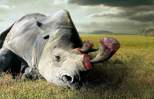 tê giác trắng đực cuối cùng chết