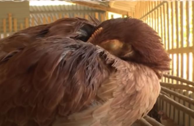 Bệnh Newcastle lây lan