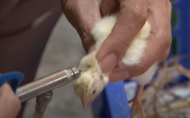 Điều trị bệnh Newcastle