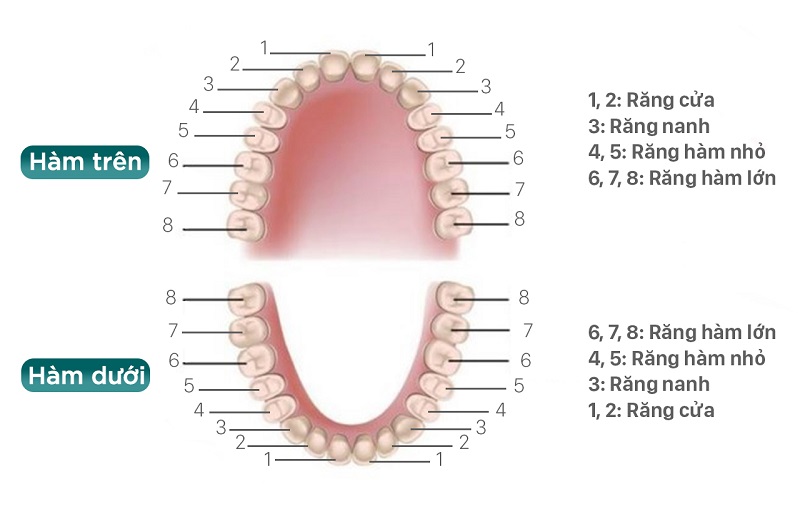 Răng hàm có vai trò như thế nào và các vấn đề liên quan | Medlatec