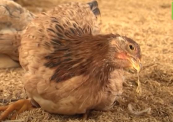 Triệu chứng bệnh Newcastle