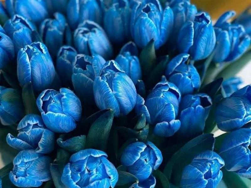 Top 11+ loài hoa tượng trưng cho tình bạn chân thành và ý nghĩa