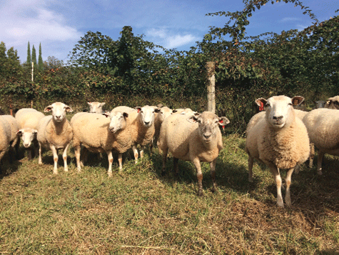 Cừu dễ nuôi và ít bệnh tật | Diễm Uyên - HUPHAVET - Hỗ trợ nông dân