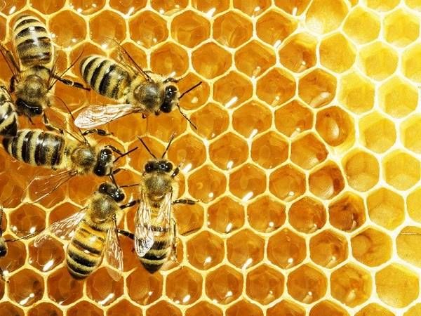 Bạn nằm mơ thấy mật ong và đang băn khoăn không biết có ý nghĩa gì? Hãy cùng đi sâu vào chi tiết của giấc mơ thấy mật ong… | Abeille miel,