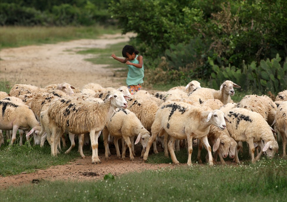 Ở “thủ đô cừu” Ninh Thuận
