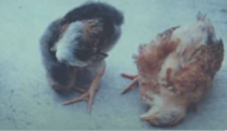 Bệnh Newcastle ở gà - triệu chứng và cách trị