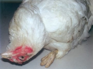 Bệnh Newcastle (Newcastle's Disease) / Các bệnh thường gặp / Gia cầm /  Thông tin kĩ thuật / Ceva Vietnam