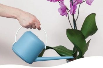 tưới lan đúng cách