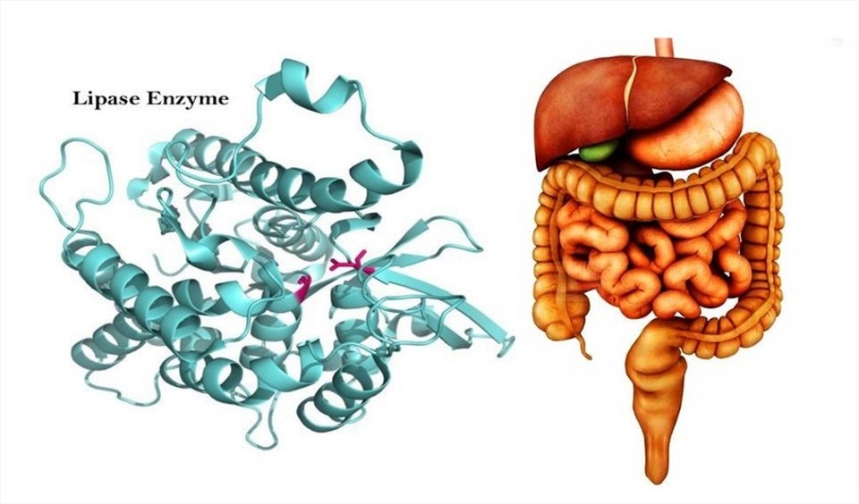 Những loại enzyme tiêu hóa quen thuộc