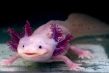 Kỳ Nhông Mexico (Axolotl)