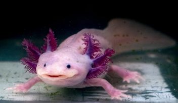 Kỳ Nhông Mexico (Axolotl)