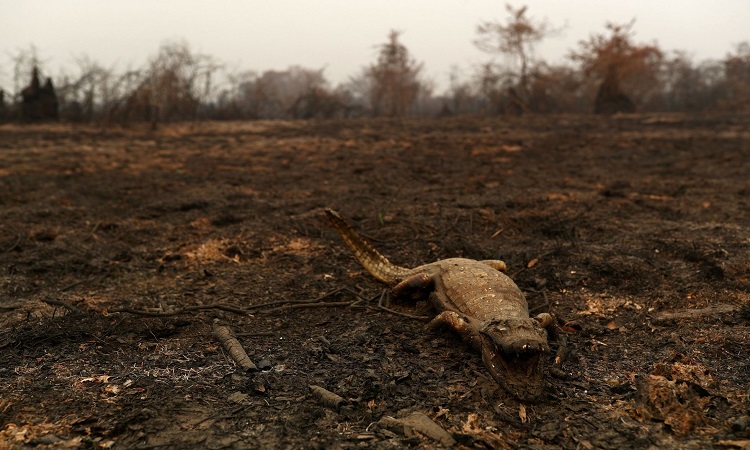 Báo đốm và cá sấu chết hàng loạt trong cháy rừng