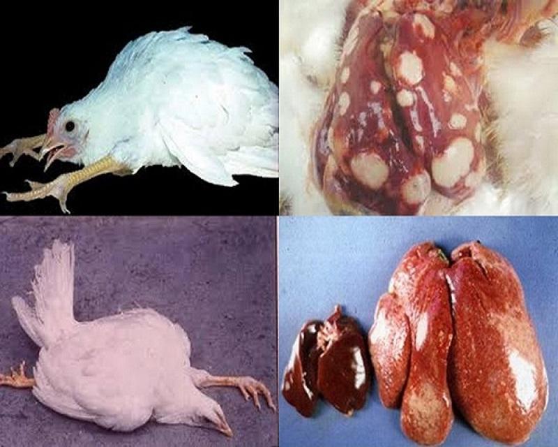 Bệnh Marek ở gà: Nguyên nhân, triệu chứng và cách điều trị - Thế giới chọi gà