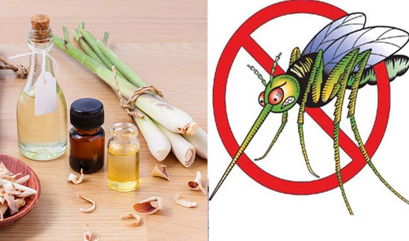 Cách dùng tinh dầu đuổi muỗi hiệu quả - Nhà thuốc FPT Long Châu
