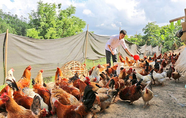 4 Kỹ thuật nuôi gà thả vườn kiểu mới mang lại nhiều lợi ích