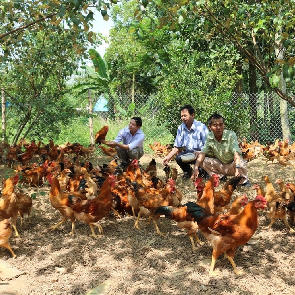 4 Kỹ thuật nuôi gà thả vườn kiểu mới mang lại nhiều lợi ích