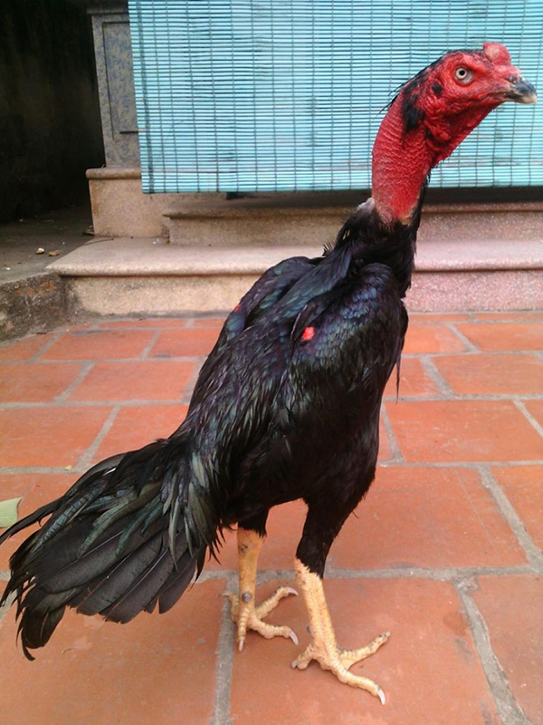 Gà chọi chân vàng: giống gà chọi phổ biến ở Việt Nam - Thế giới chọi gà