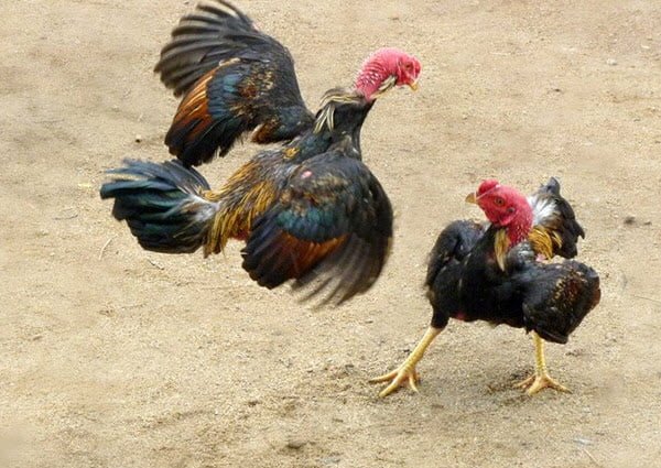 Công thức trộn cám làm thức ăn cho gà chọi, gà đẻ Ai Cập, gà mái Đông Tảo - Công ty Bình Quân