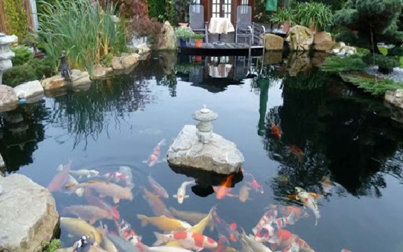 công ty thiết kế thi công hồ cá koi tại hà nội