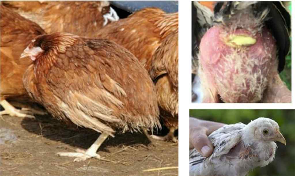 Mặt gà nhợt nhạt – Nguyên nhân và cách điều trị hiệu quả