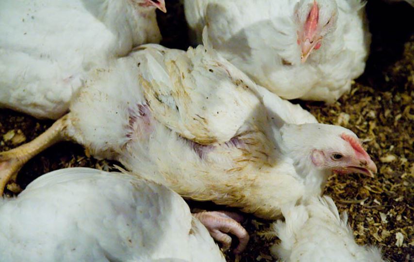 Gà bị tiêu chảy uống gì để mau chóng phục hồi sức khoẻ?