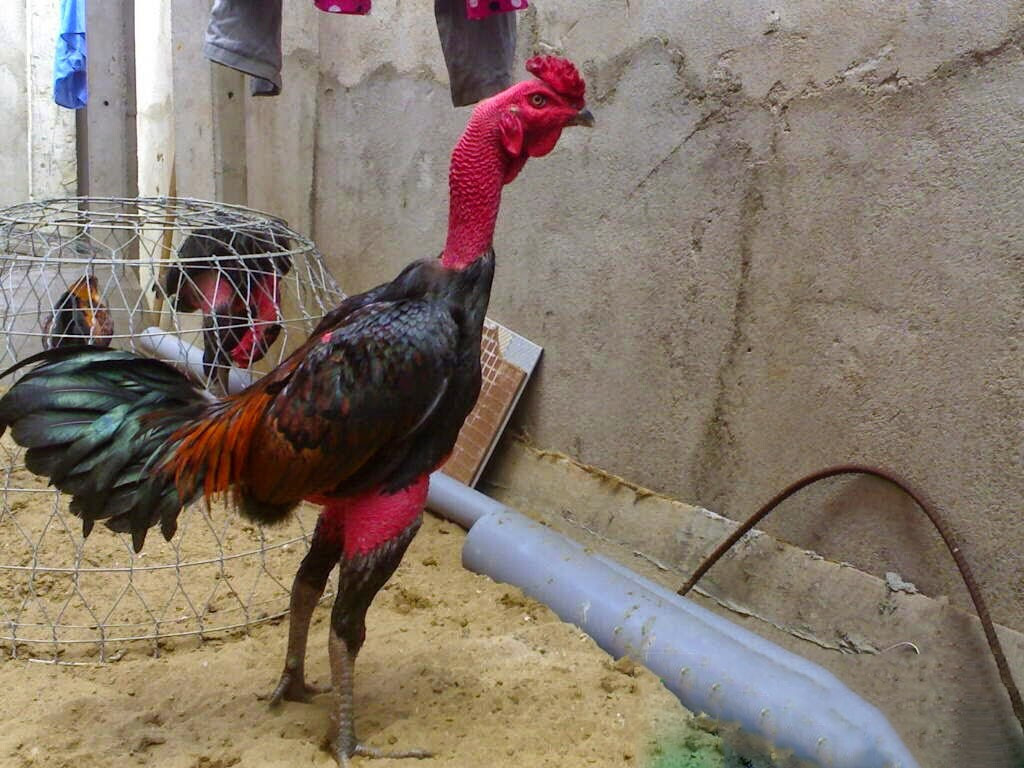 Bật mí các cách làm da gà đá dày lên nhanh chỉ trong 1 tuần 5 Bật mí các cách làm da gà đá dày lên nhanh chỉ trong 1 tuần