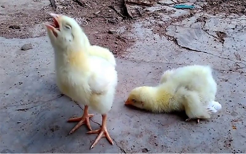 Bệnh ORT ở gà - Bệnh hắt hơi ở gà nguyên nhân và cách điều trị - Trại giống  gia cầm Phú Quý