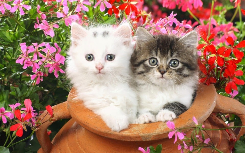 1001 Hình Ảnh Mèo Cute Dễ Thương ❤️ Cực Ngộ Nghĩnh