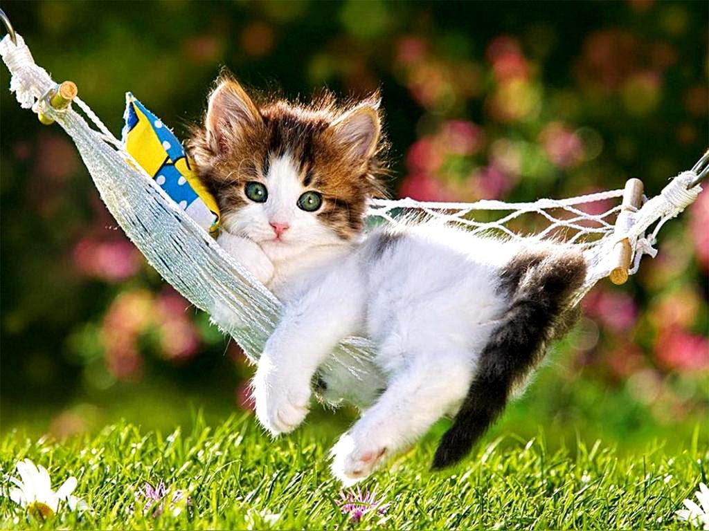 1001 Hình Ảnh Mèo Cute Dễ Thương ❤️ Cực Ngộ Nghĩnh