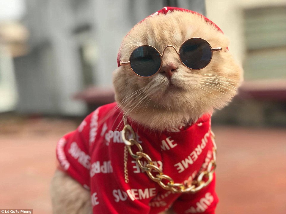 199 Meme ảnh mèo cute trái tim ngầu dễ thương ngộ nghĩnh đen đẹp