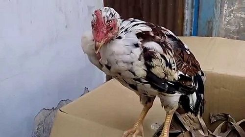 Viêm phế quản ở gà chọi: Nguy cơ và phương pháp phòng ngừa hiệu quả - zgreen.com.vn