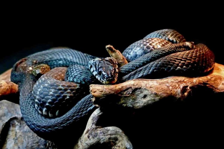 Nằm mơ thấy rắn đen có ý nghĩa gì?