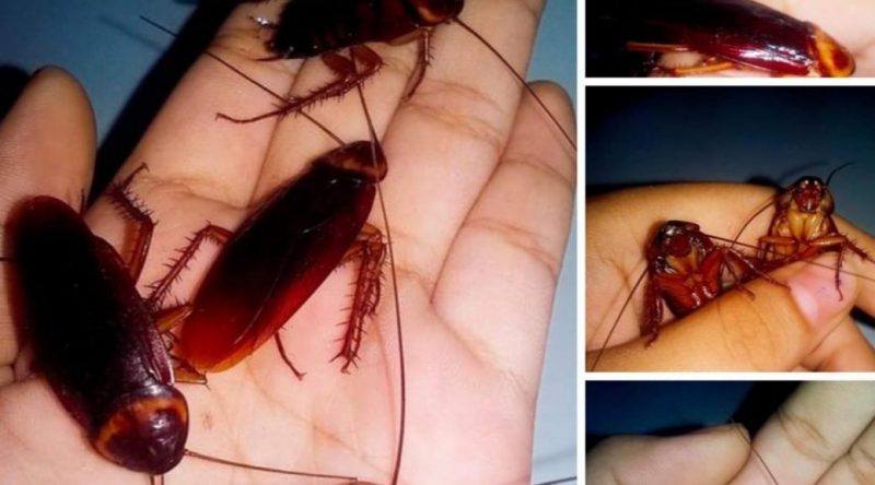 Tiểu cường là gì, Tiểu cường , Tiểu cường Châu tinh trì, Tiểu cường sấy khô, Tiểu cường nghĩa là gì