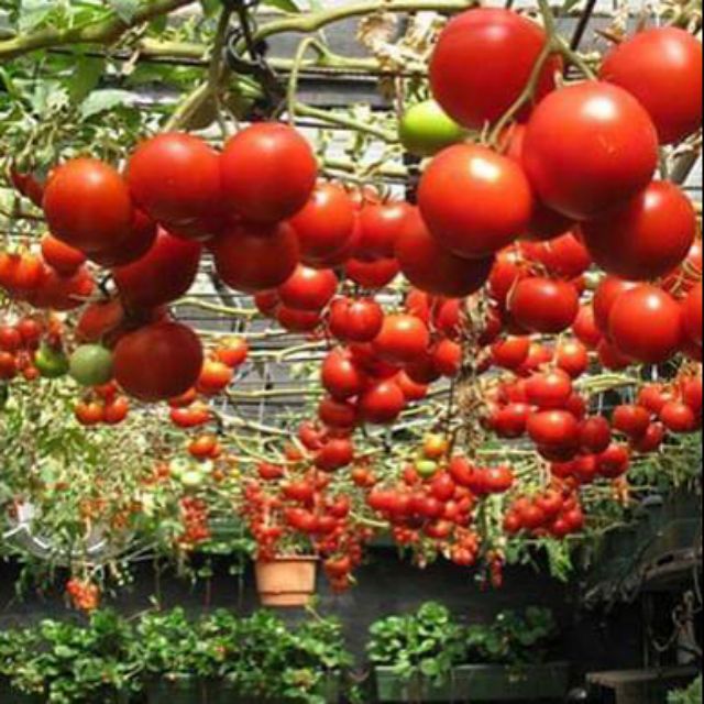 Gói 30 hạt giống cà chua leo giàn bạch tuộc | Shopee Việt Nam