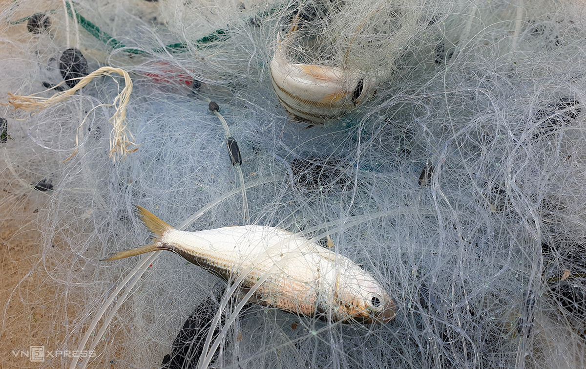 Nên đặt cược số nào nếu mơ thấy cá mắc lưới? Điềm báo gì?