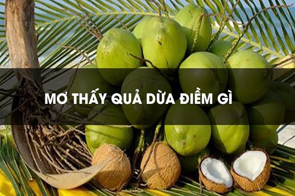 Nằm mơ thấy dừa, hái dừa, trèo cây dừa có ý nghĩa gì?