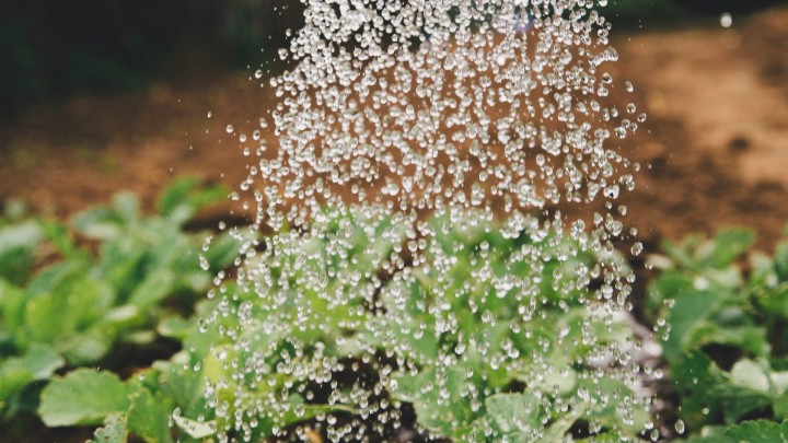 Tưới nước cho cây trồng