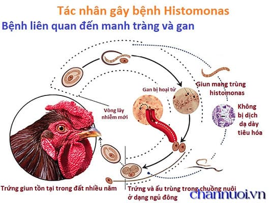 Bệnh đầu đen ở gà và cách phòng và điều trị bệnh đầu đen - Tiến Thắng Vet