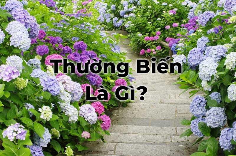 Khám phá hiện tượng thường biến là gì