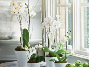 Top 10+ Địa Chỉ Bán Lan Hồ Điệp Đẹp Nhất Tại TPHCM