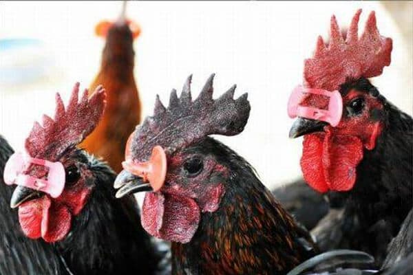 Bệnh đầu đen ở gà và cách phòng và điều trị bệnh đầu đen - Tiến Thắng Vet