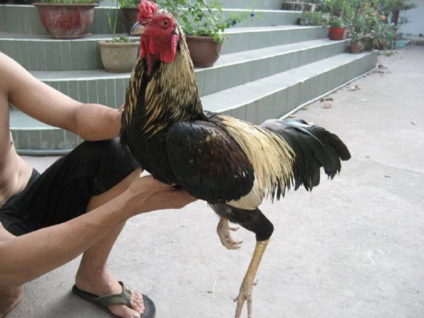 Bật mí các cách làm da gà đá dày lên nhanh chỉ trong 1 tuần 7 Bật mí các cách làm da gà đá dày lên nhanh chỉ trong 1 tuần