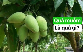 Công dụng của quả muỗm, quả muỗm và quả xoài, quả muỗm là quả gì, quả mỗm, xoài hôi, quamuomlaquagi, quamuom